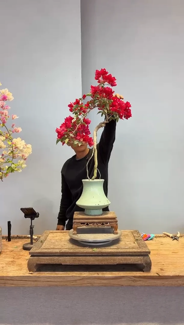 以实际为准三角梅29