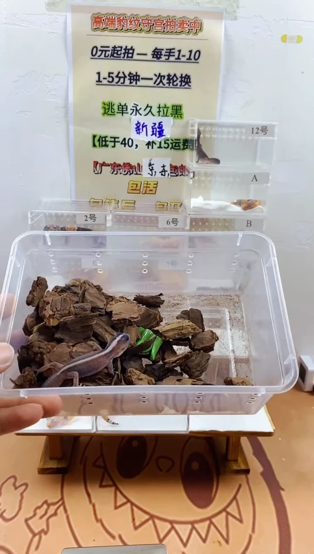 豹纹守宫豹纹守宫幼苗亚成体成体肥尾
