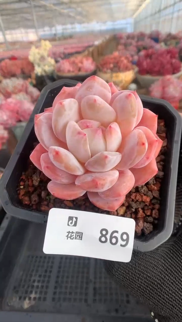 869冰橙多肉植物一物一拍