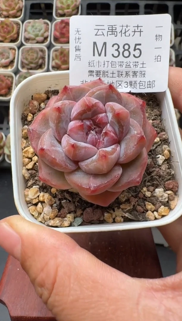 385M带盆土发 当场拍3颗以上包柚 多肉植物 一物一拍
