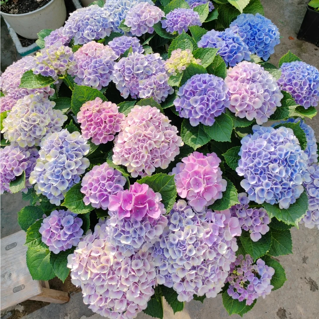 卉美花园5加仑绣球花精品大苗满花苞发货
