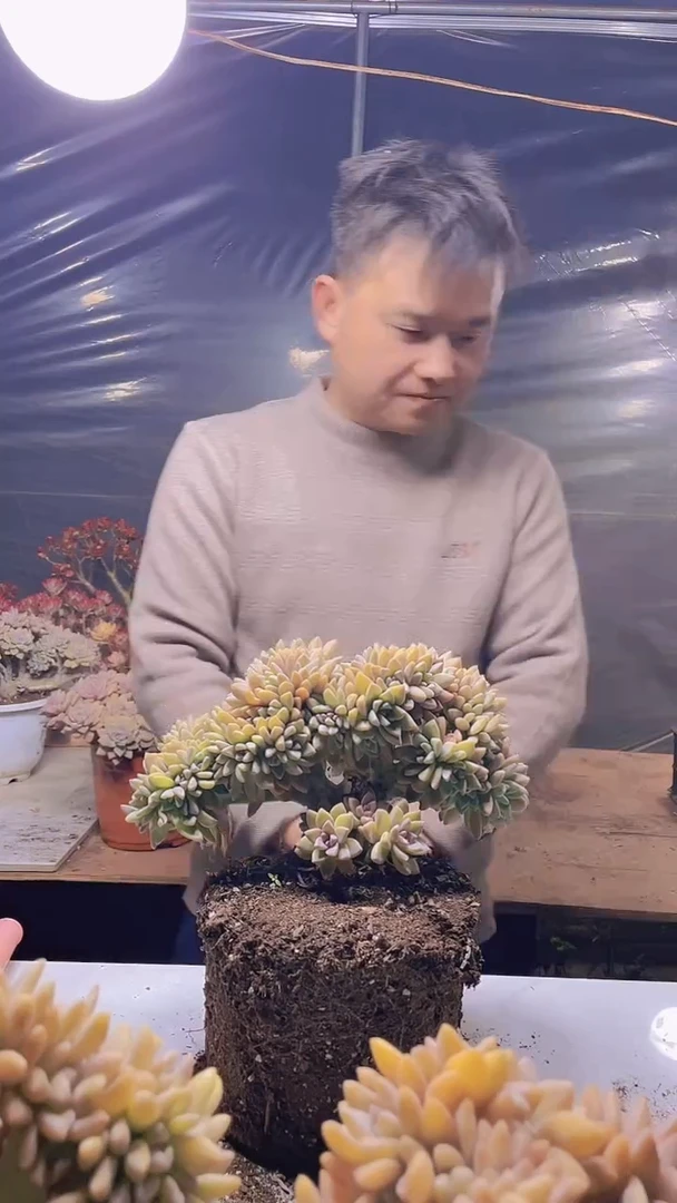 【闪购商品】缀化330