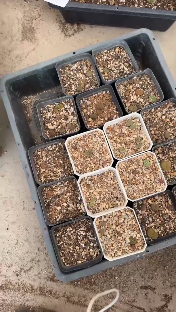12-23多肉植物肉锥