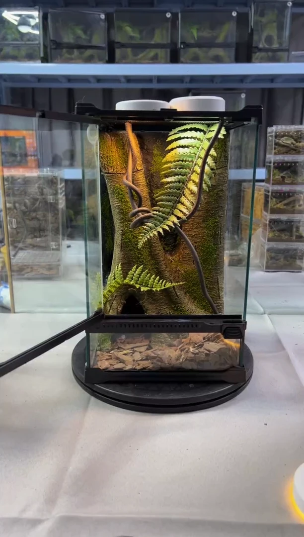 玻璃【长20宽20高30】爬宠造景缸睫角守宫树栖蜘蛛饲养箱爬宠爬虫缸