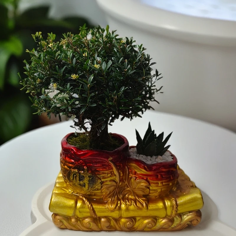 小叶雀舌黄叶精美装瓷盆