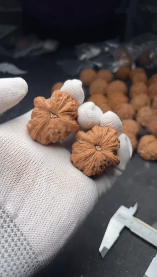 核桃a122    血麒麟 35尺