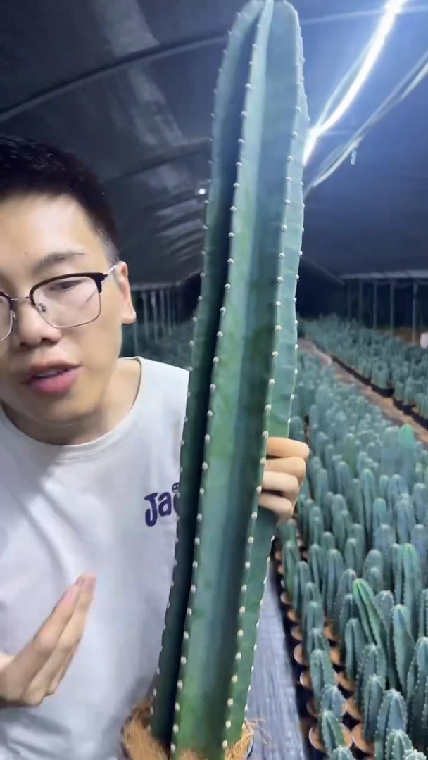 【带根】50cm+ 量天尺 不指定带花苞