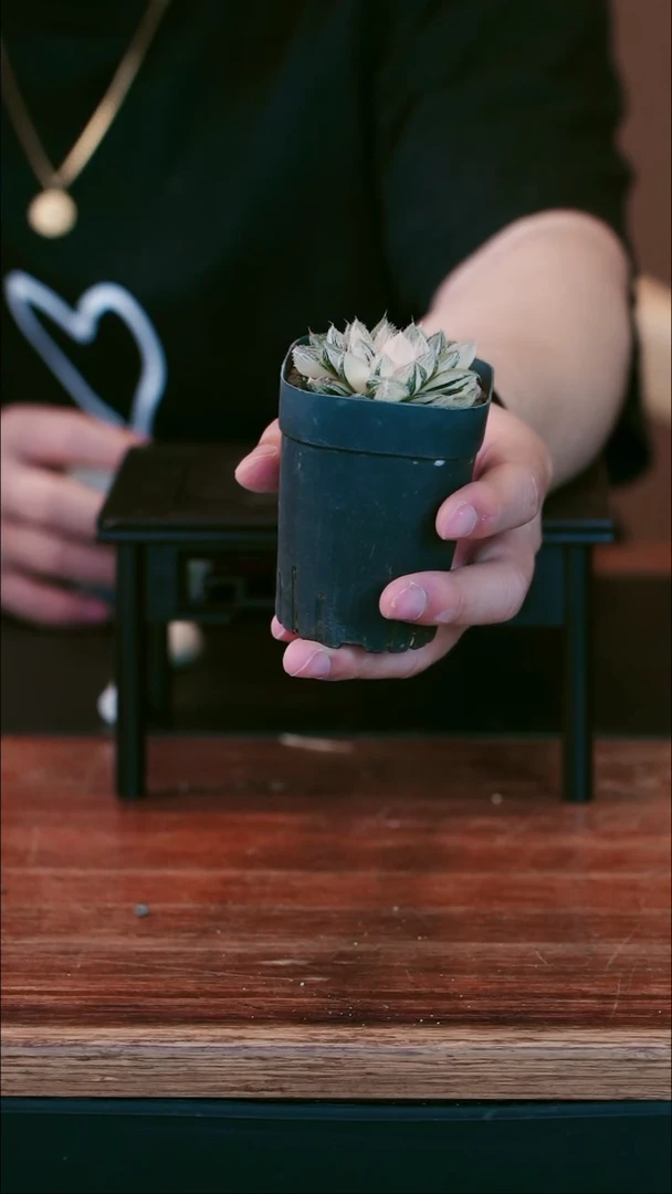 全部花朵楼兰盆景盆景盆景