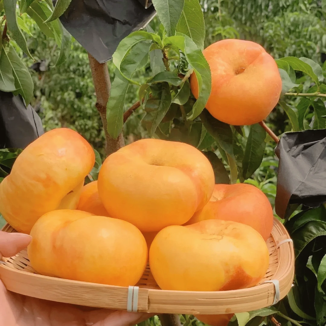 蒙阴蜜桃油蟠桃油蟠7山东省