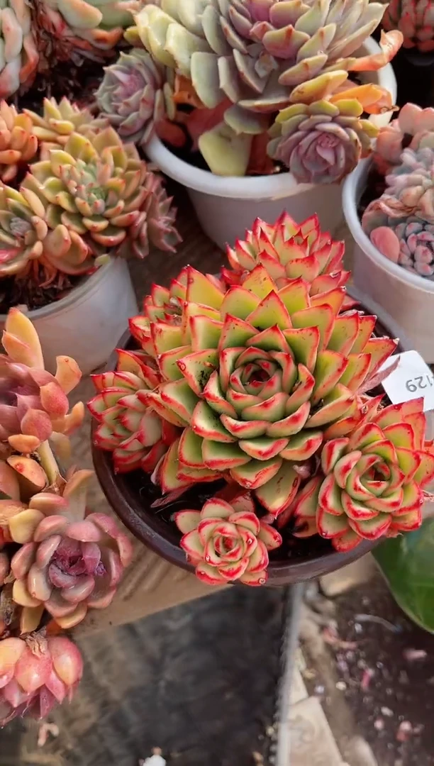 【闪购商品】14129