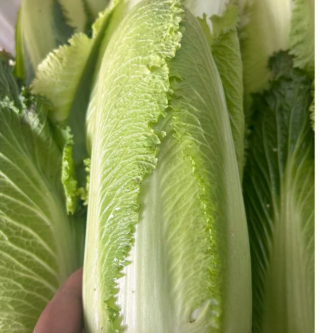 新鲜现发现砍龙芽菜
