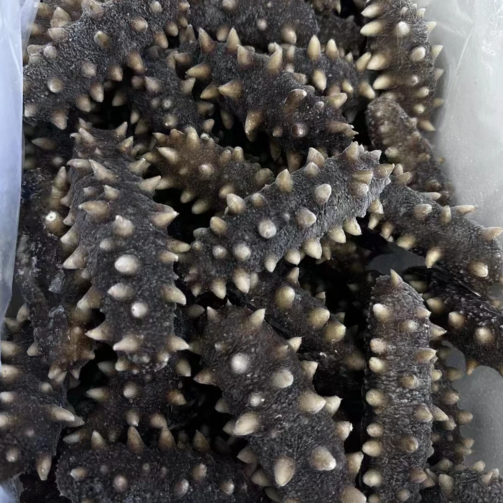大连Q弹鲜食海参