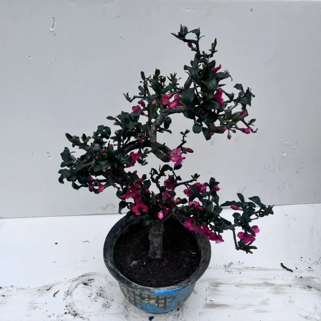 （大盆）木瓜贴梗海棠盆景世界