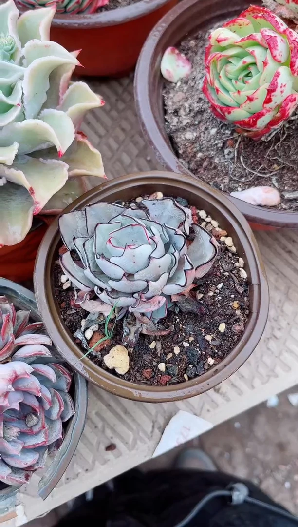 【闪购商品】04497