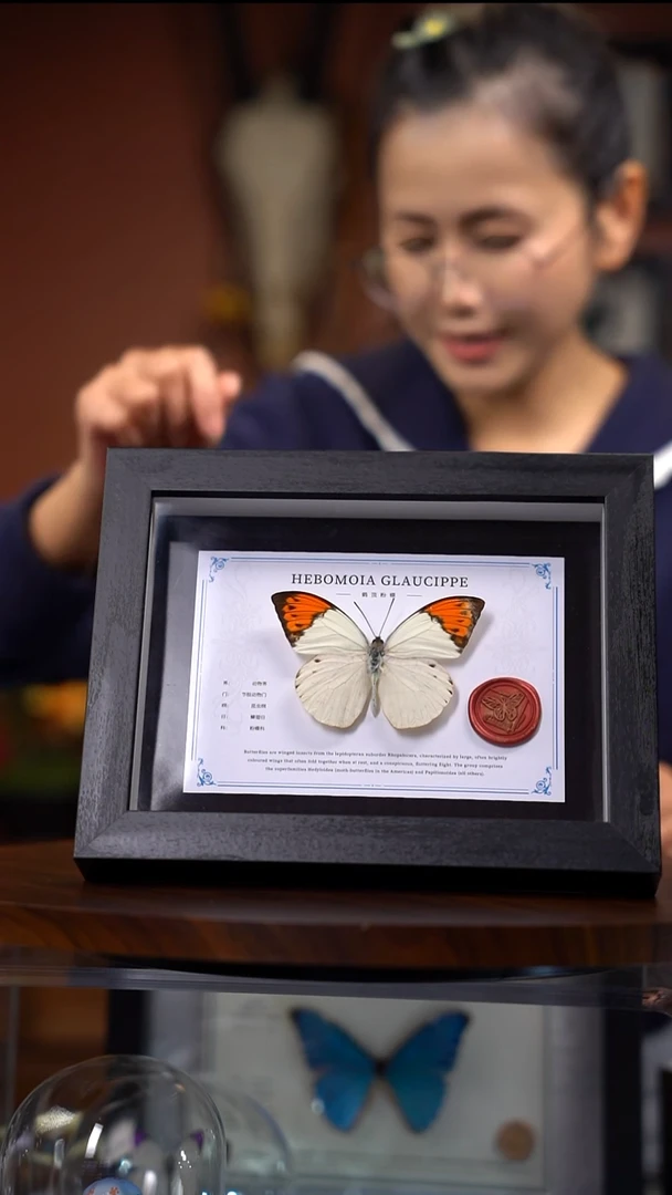 N892鹤顶粉蝶竞拍