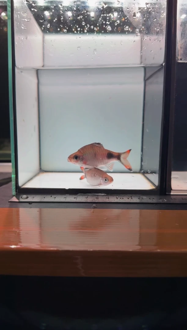海水鱼梦幻黑影道人22