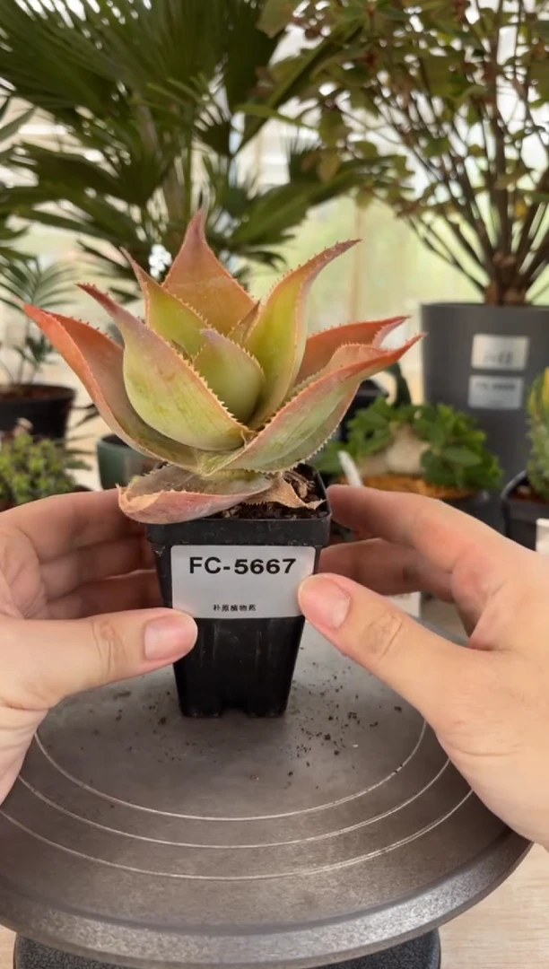 伊玛洛特FC-5667