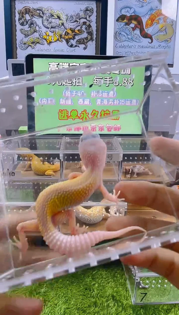豹纹守宫肥尾豹纹苗子亚成成体