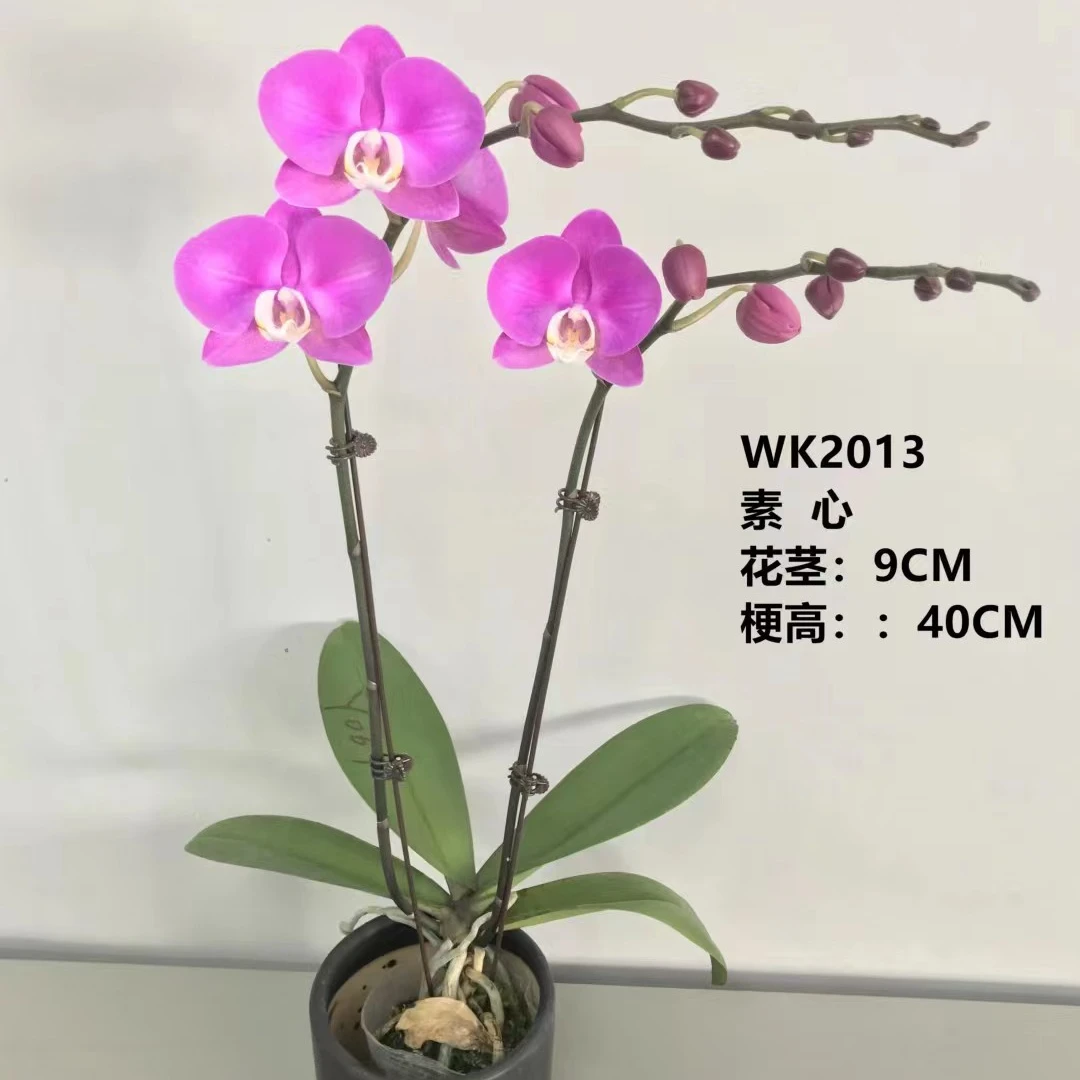 蝴蝶兰盆栽开花株多个品种可选