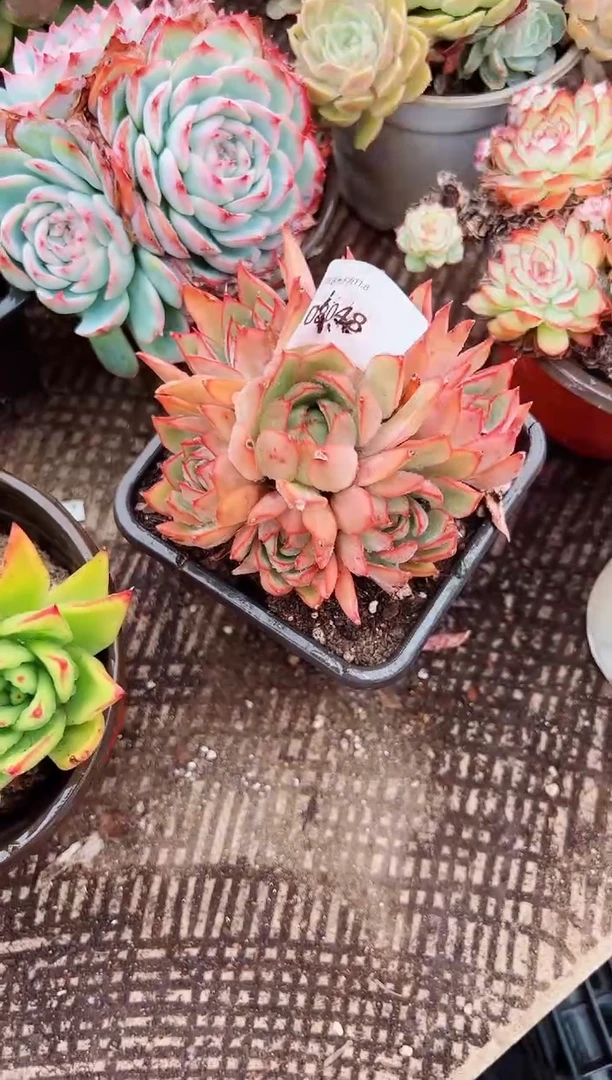 花*灵多肉植物一物一拍08048