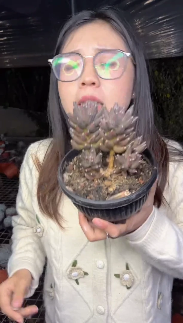 【闪购商品】92-乌拉克拉带盆土15