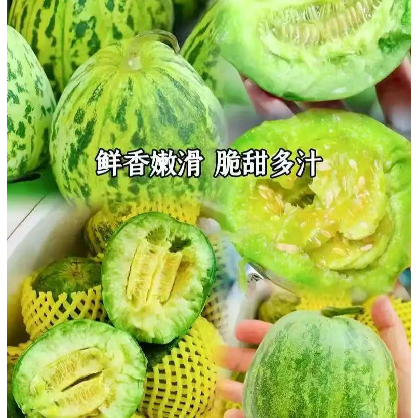 【东北八里香瓜】大地八里香甜瓜，现摘现发，甘甜细腻，松脆多汁黑龙江省