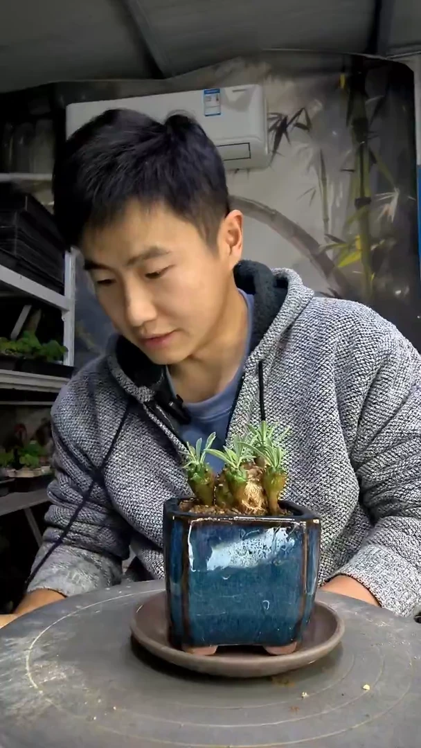 剑*中青园艺一物一拍484