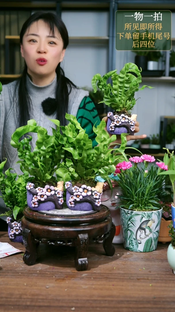 【闪购商品】11火焰鸟巢蕨熊紫色随机