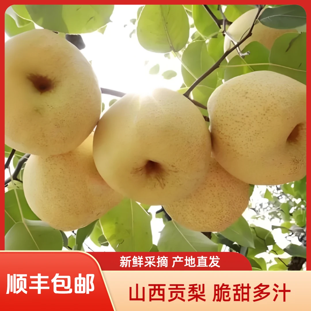 【顺丰包邮】山西贡梨现摘酥脆甜爆汁皮薄肉厚新鲜应季水果产地直发