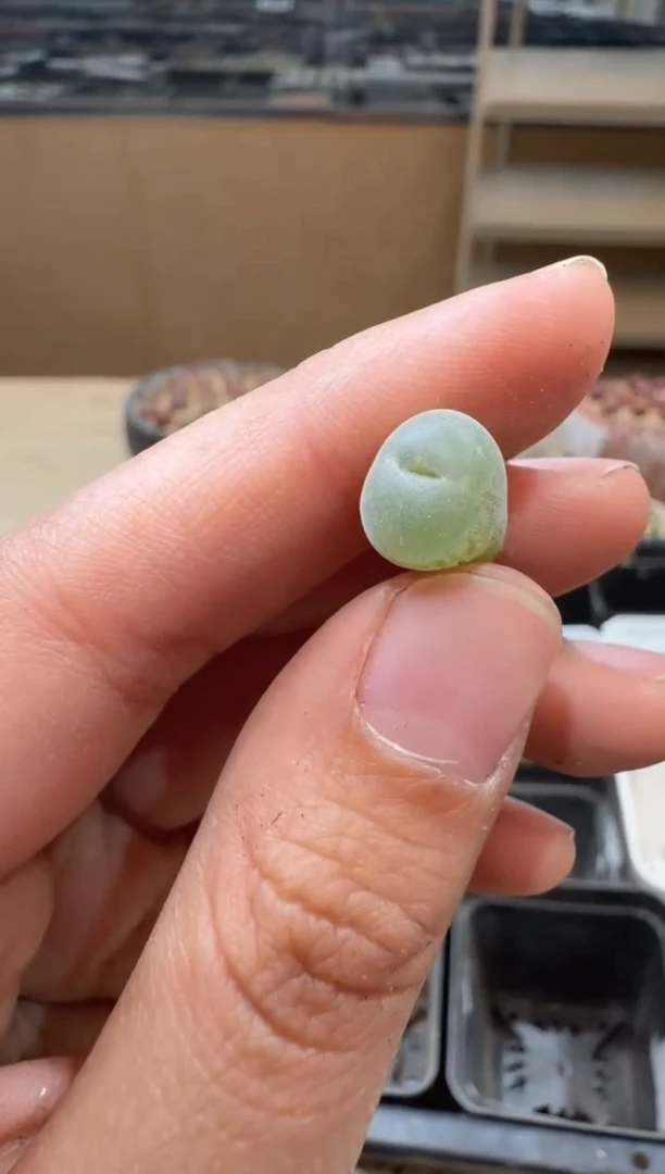 17-59多肉植物肉锥