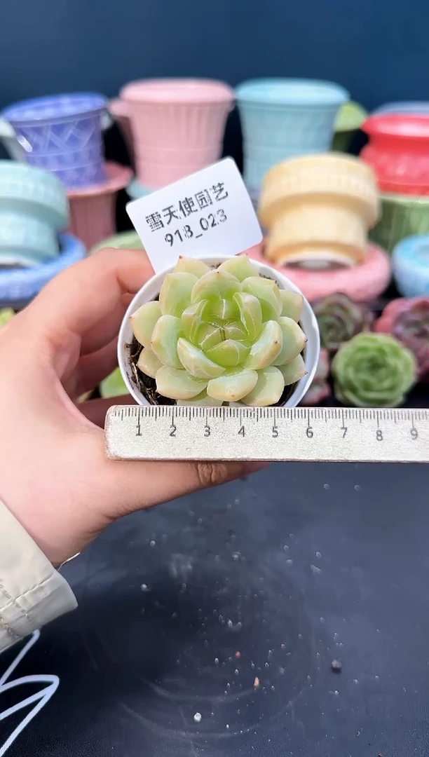 918-023青山（冠幅5CM）