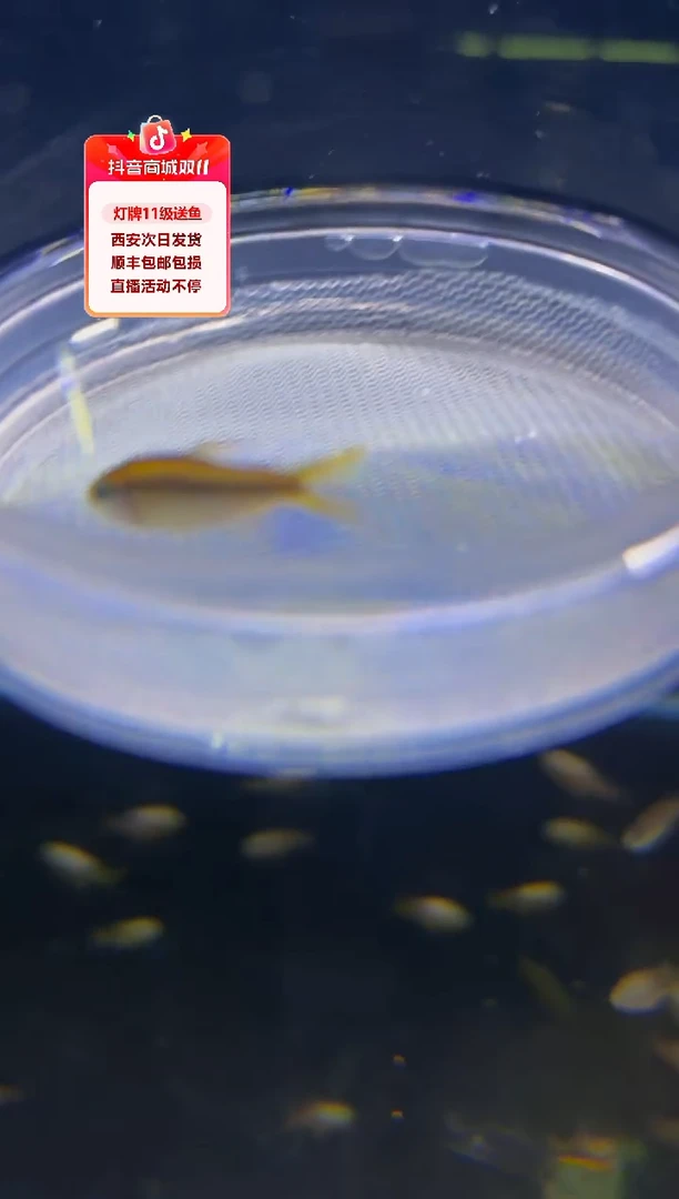 灯科鱼预**法超黄