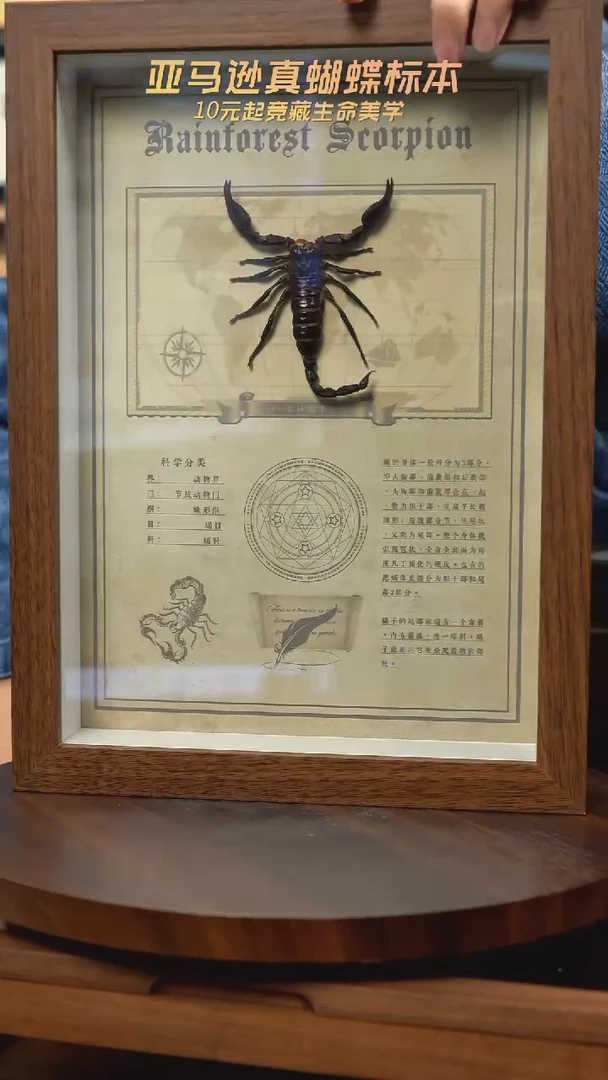 蝎子标本复古版复古框