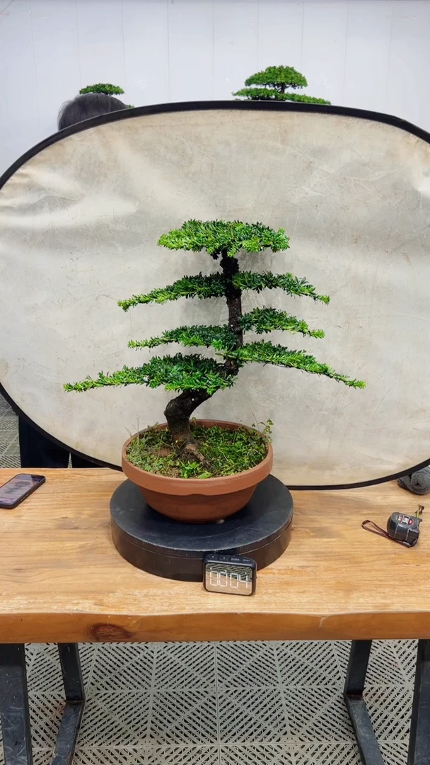 无花朵一物一拍一物一拍