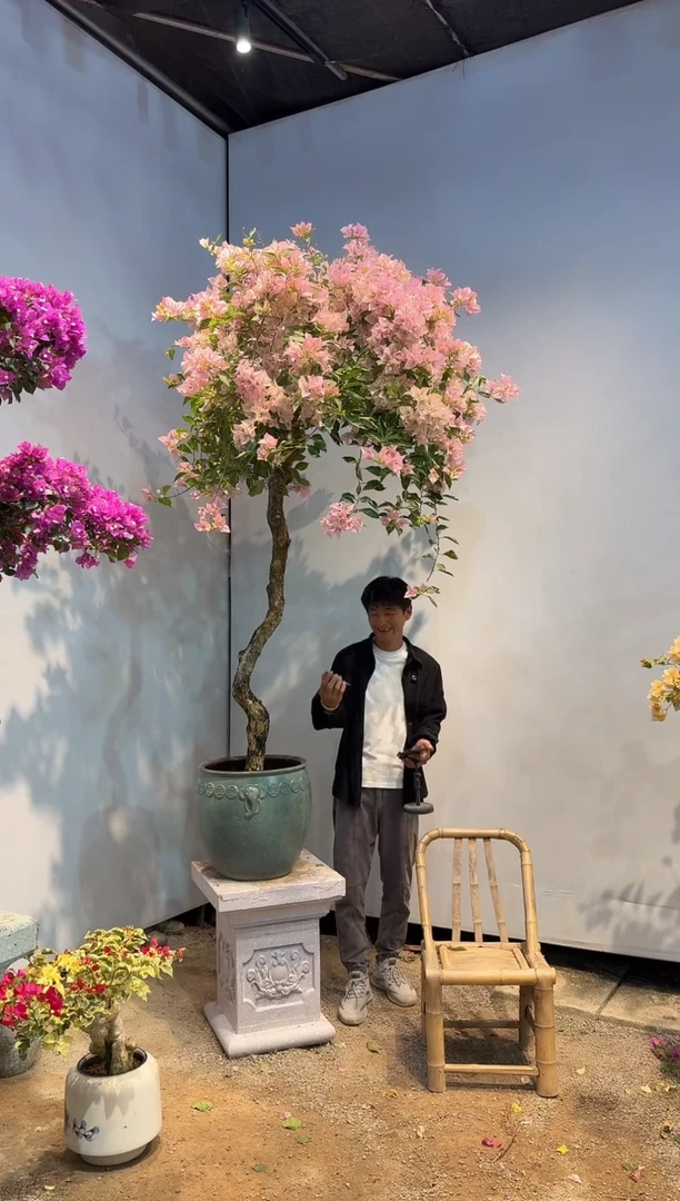 全部花朵赵*瘦三角梅33