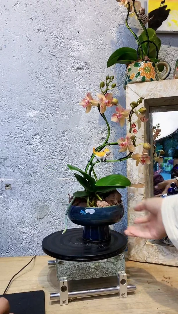 大部分花苞少量开放421小众蝴蝶兰艺术盆景一物一拍