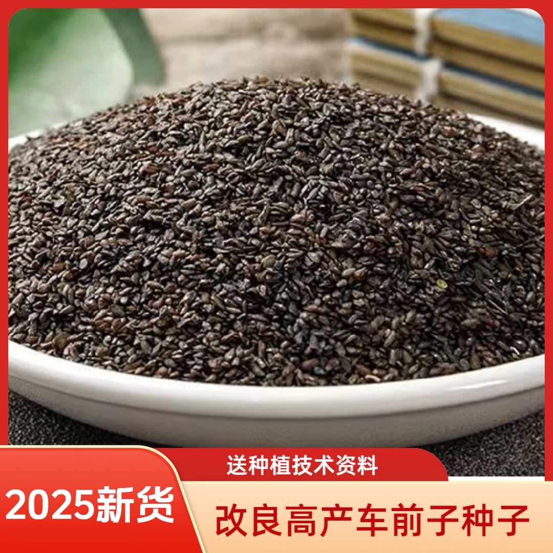 改良高产优质车前子种子2025年新种子  送种植技术资料