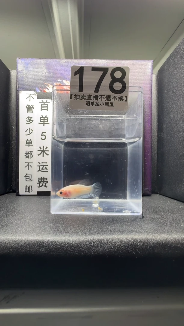 斗鱼母鱼编号：178