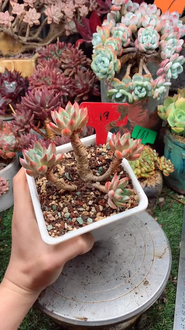 19女美月。。。。。。。。。。。