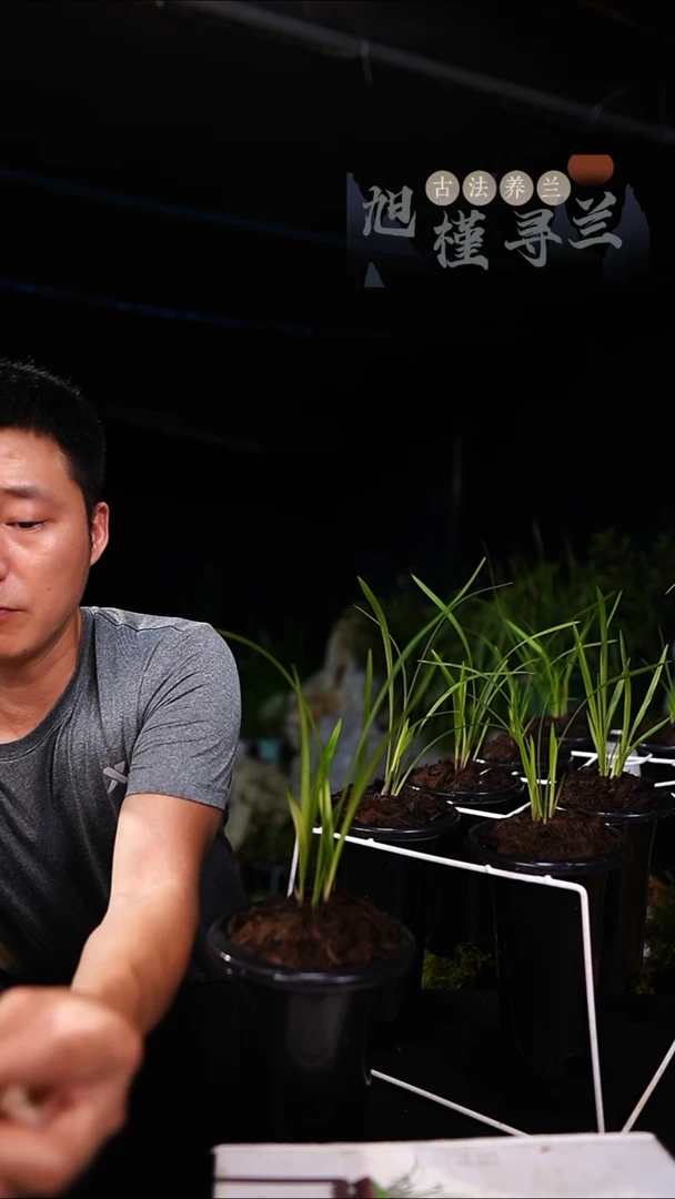 当前无花栽培后可以开花s*。春兰-青蓝线中透（内部价）