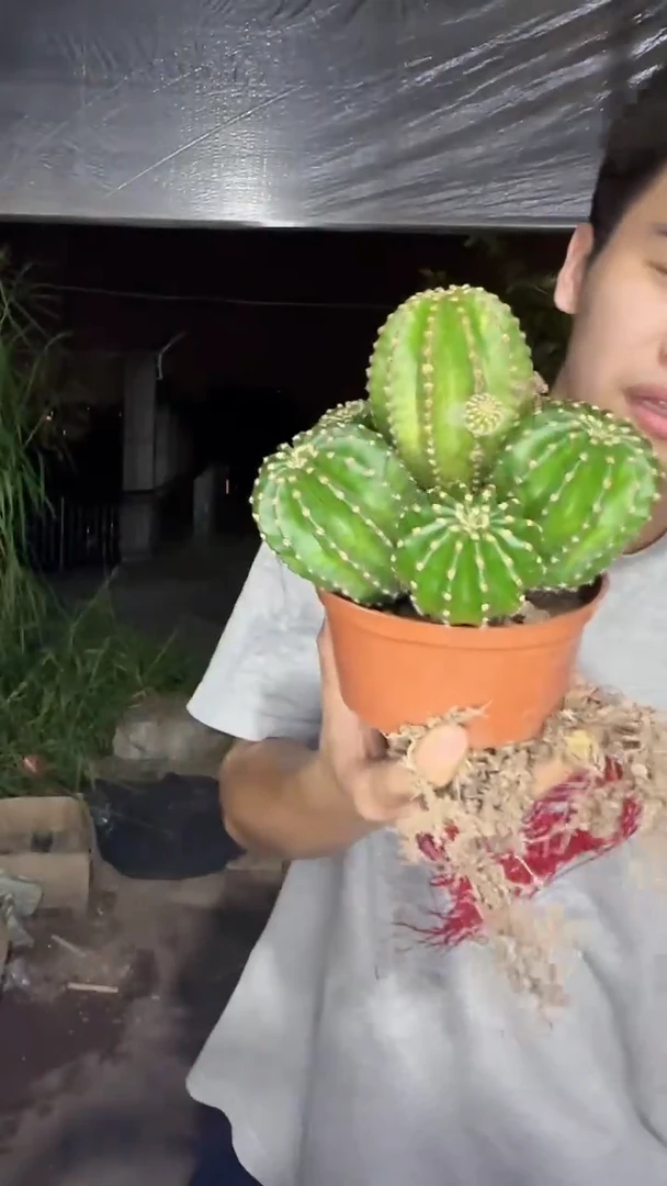 多头  黑金刚【带根】