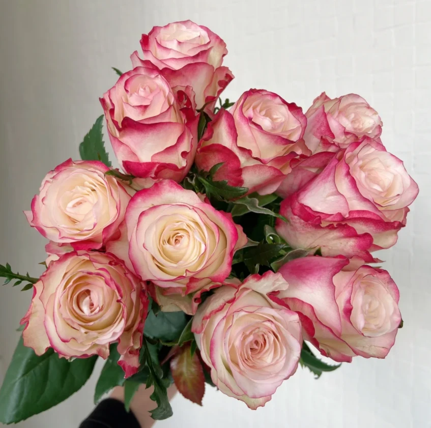 玫瑰大叔 红唇 灌木切花勤花丰花高颜值抗性好 庭院阳台花园种植