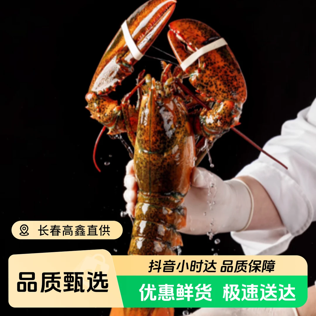 【保鲜不保活】波士顿龙虾1只 1.2斤左右 鲜活发货