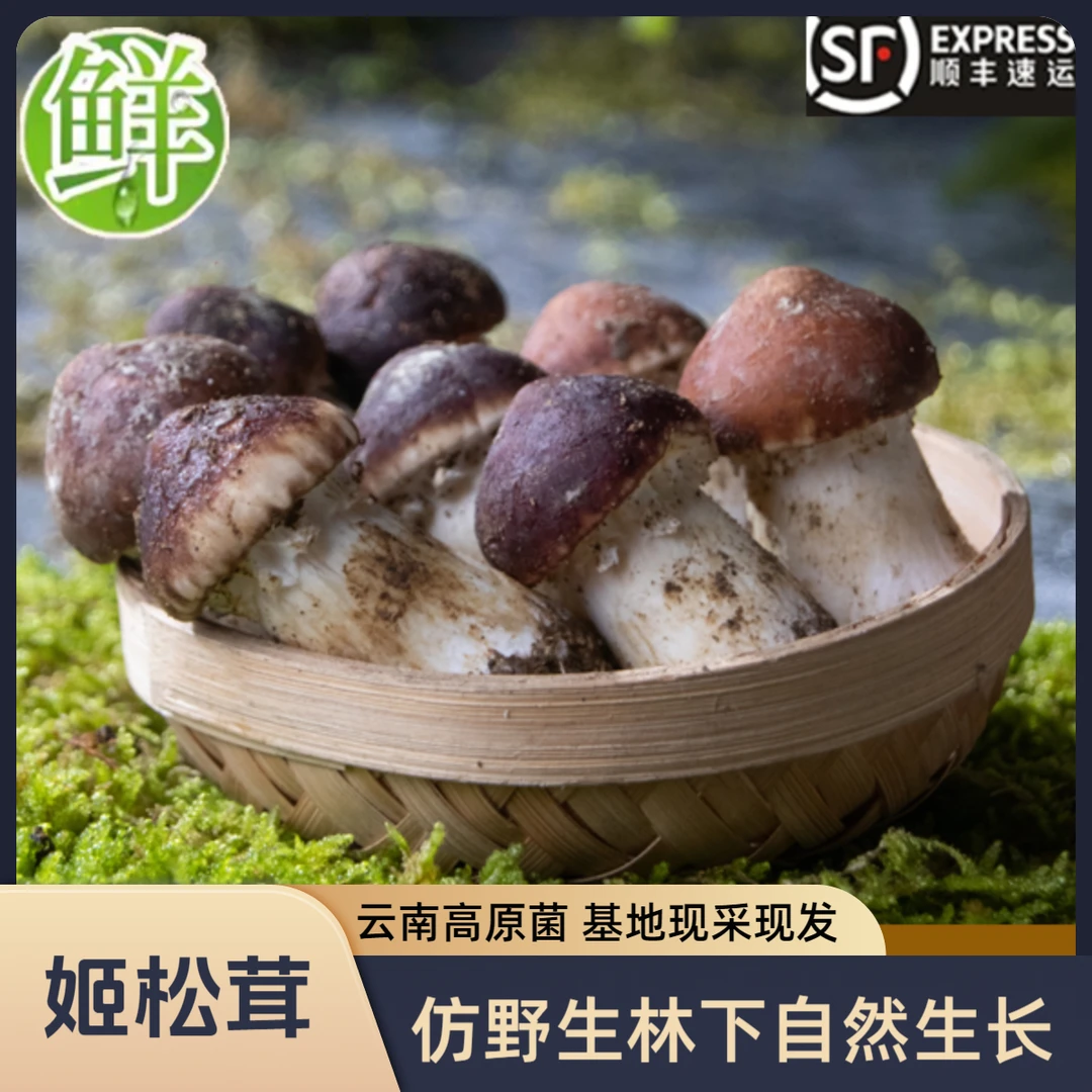 【云南新鲜姬松茸】基地现采摘现发仿野生种植高端食材空运鲜货煲汤