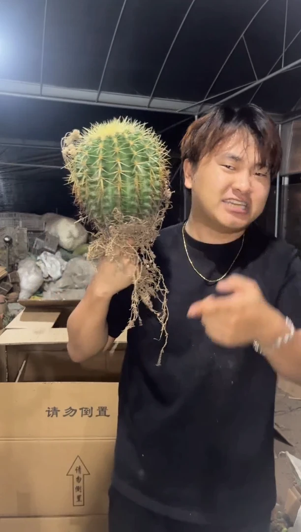 实生根 金虎 11-15cm