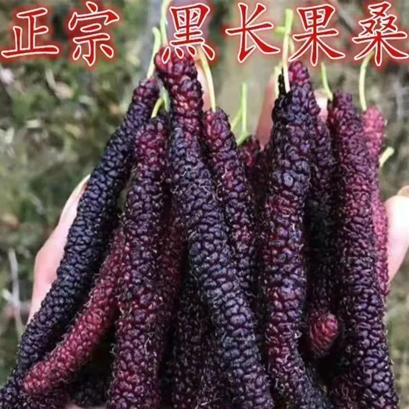 正宗台湾长果桑苗嫁接四季果桑树苗十大果桑短桑葚果树苗当年结果