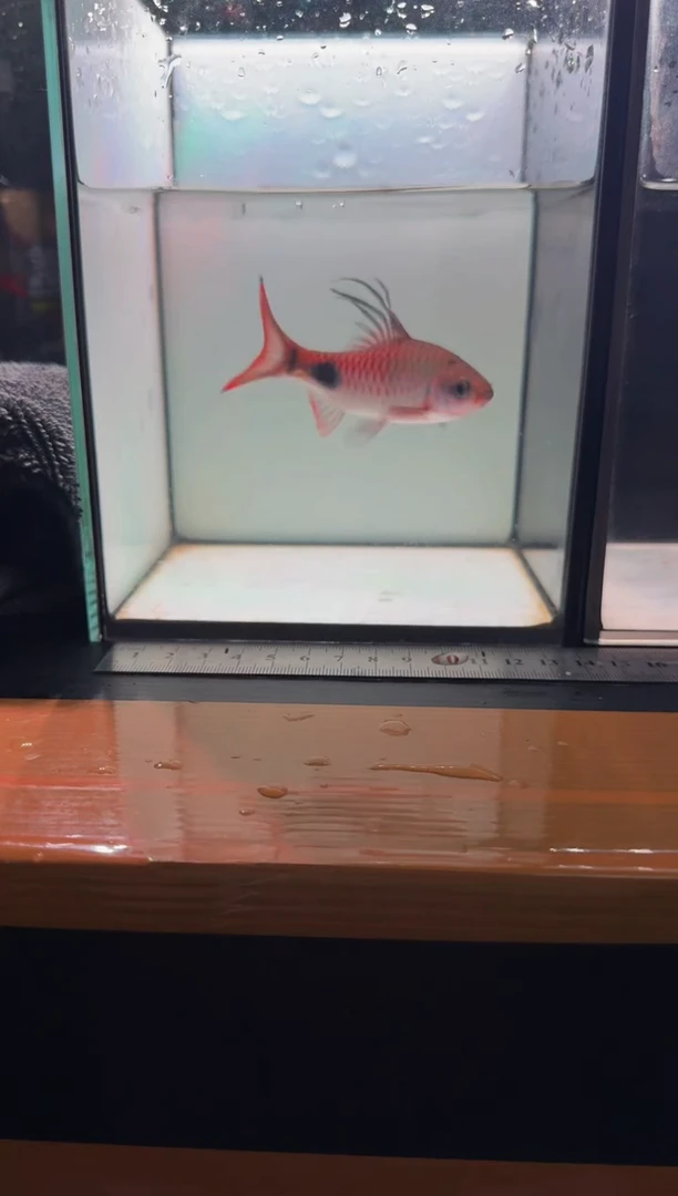 海水鱼克里11111