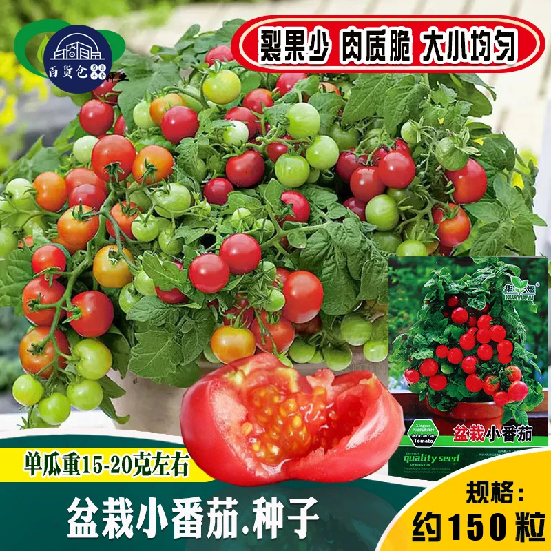 【新疆包邮】盆栽小番茄种子绿植摆件阳台车矮生小番茄盆栽摆件