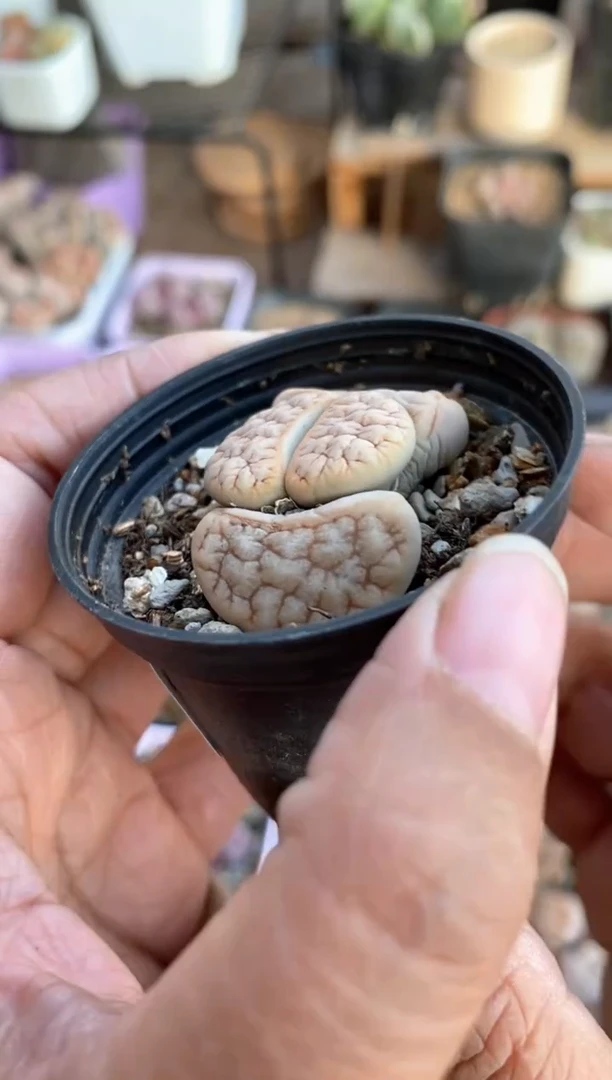 【闪购商品】7853直播一物一拍