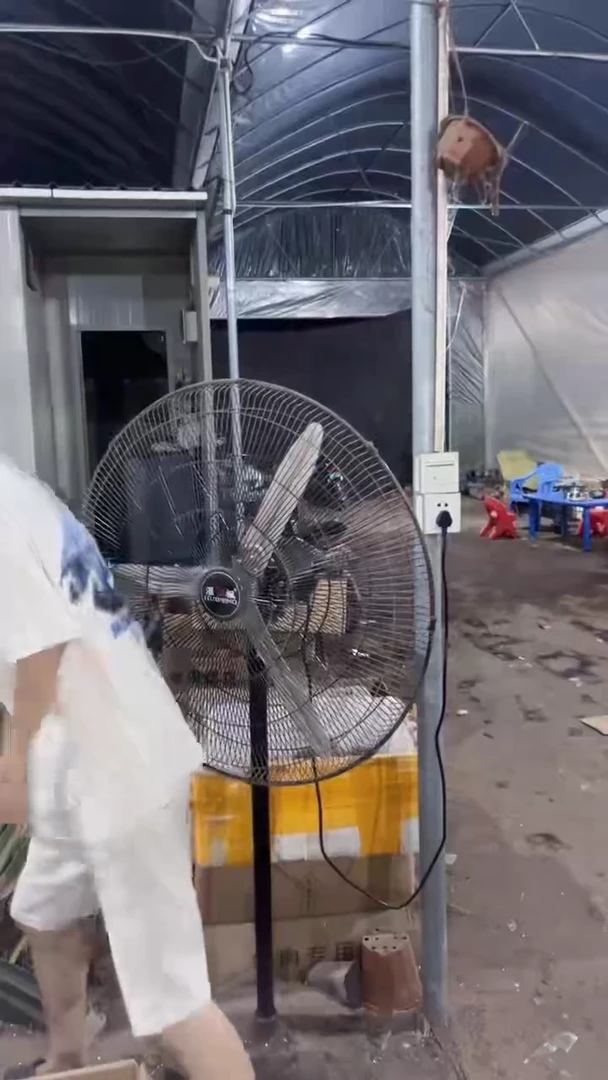 米哈 石化【带根】5cm